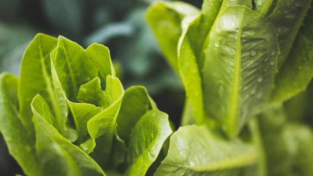 Romaine Lettuce: Is It Safe to Eat?