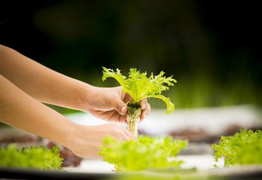 Hydroponic Gardening Tips: Your Guide to Soil-less Success!